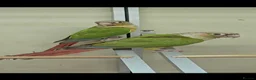 Conures birds for sale: Pineapple Green Cheek Conures - Advert 1