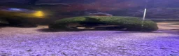 Catfish fish for sale: Electric catfish  - Advert 2