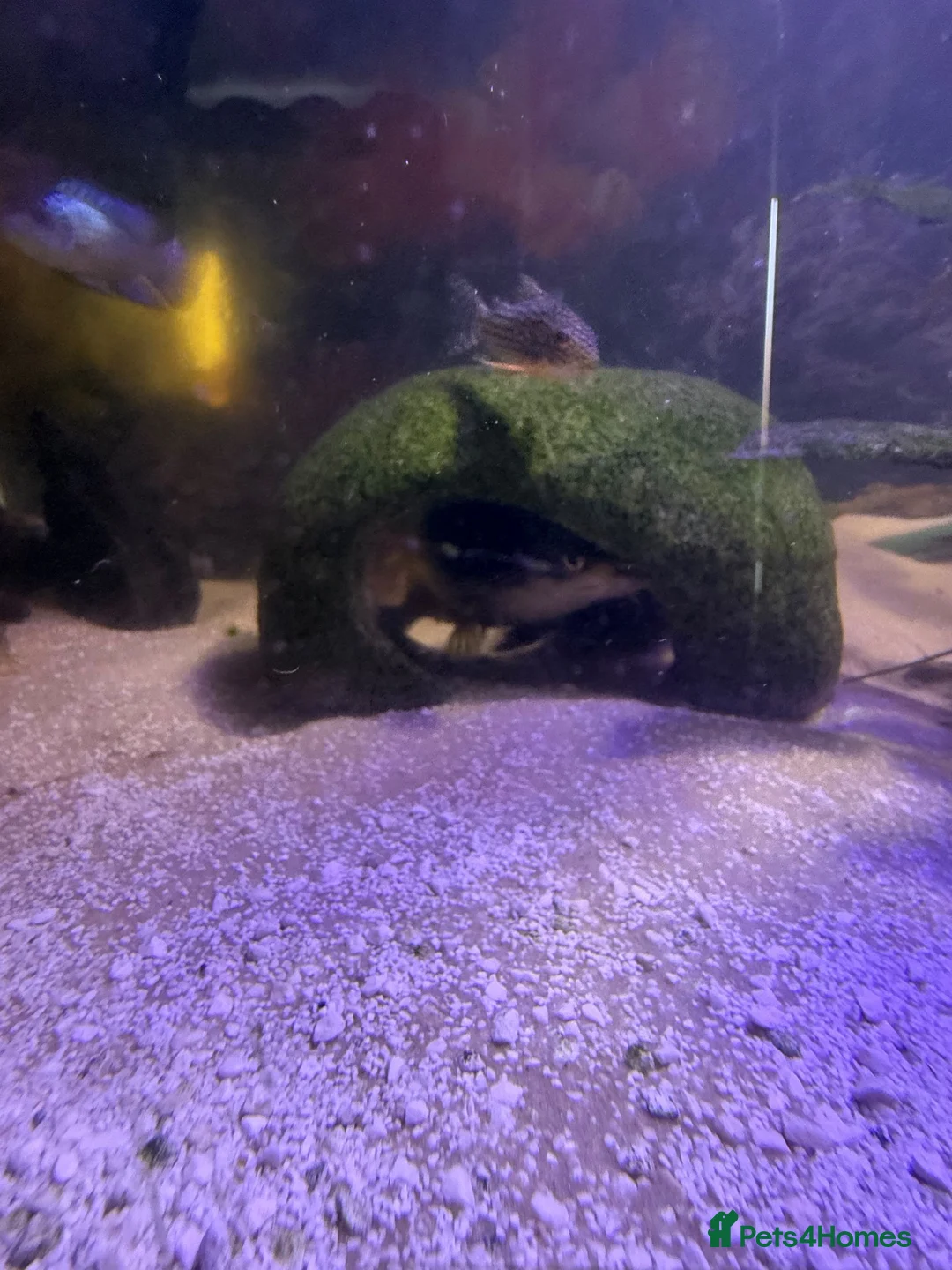 Catfish fish for sale: Electric catfish  - Advert 2