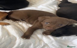 Mixed Breed dogs for sale: 5 beautiful staffy, patterdale cross puppies - Image 2