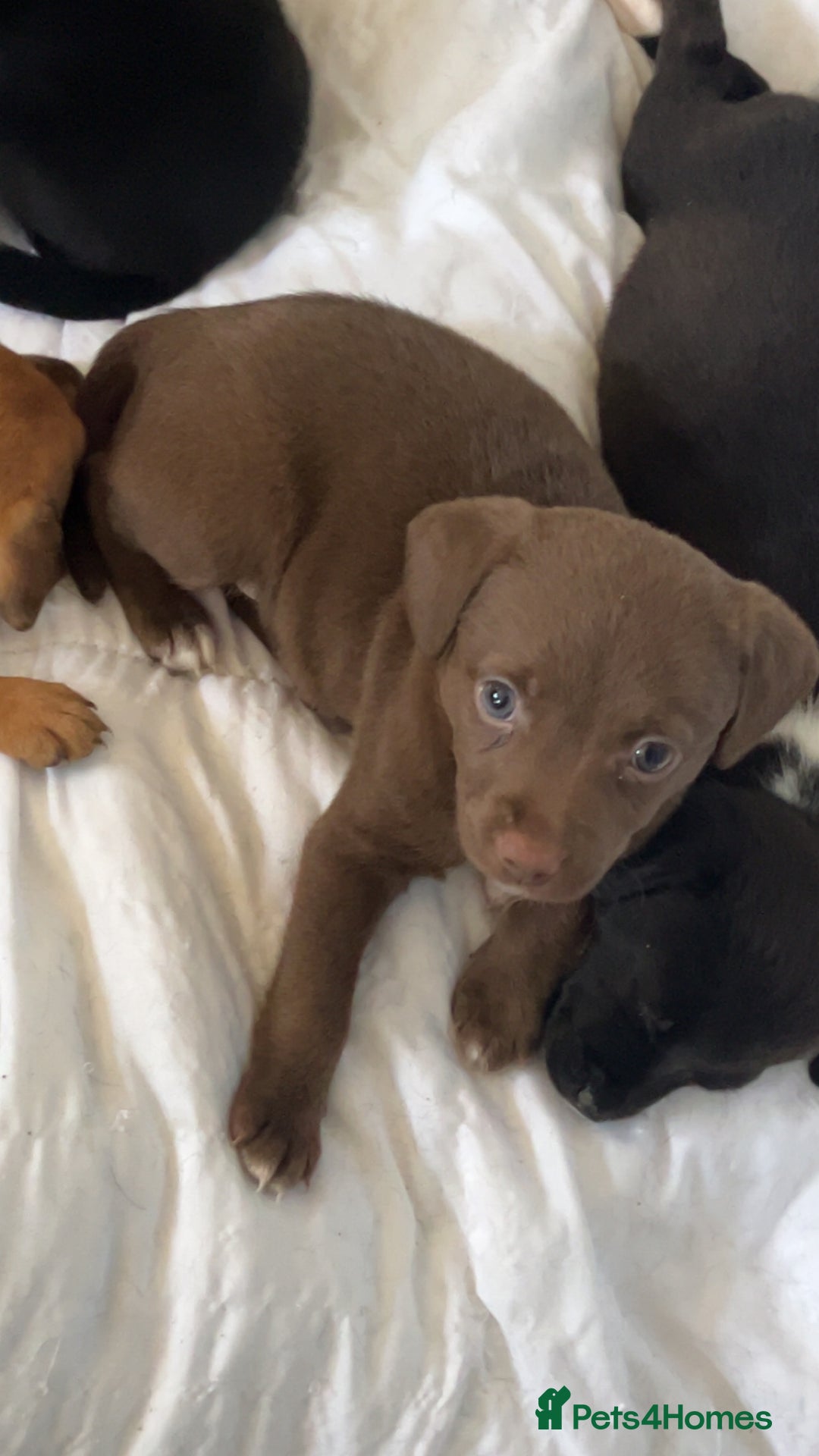 Mixed Breed dogs for sale: 5 beautiful staffy, patterdale cross puppies - Image 2
