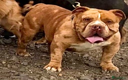 American Bully dogs for stud: Chocolate merle carrying blue and tan  in Spalding - Image 2