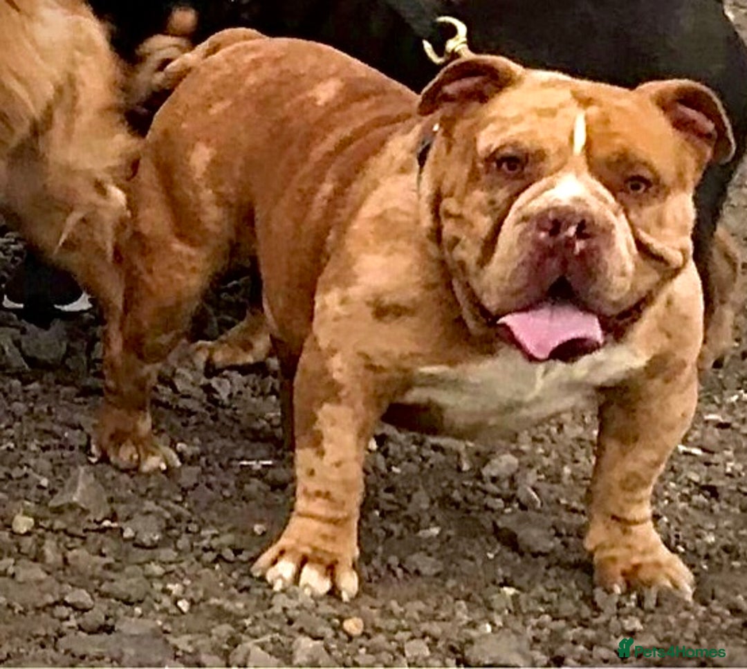 American Bully dogs for stud: Chocolate merle carrying blue and tan  in Spalding - Image 2