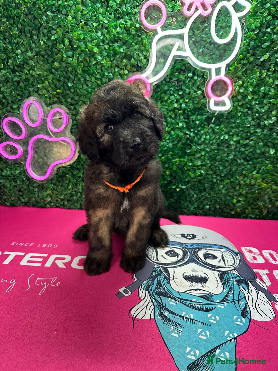 Mixed Breed dogs for sale: F1 Saint Berdoodles - Image 35