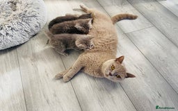 British Shorthair cats for sale: 🌟 Adorable Kittens 🌟 - Image 9