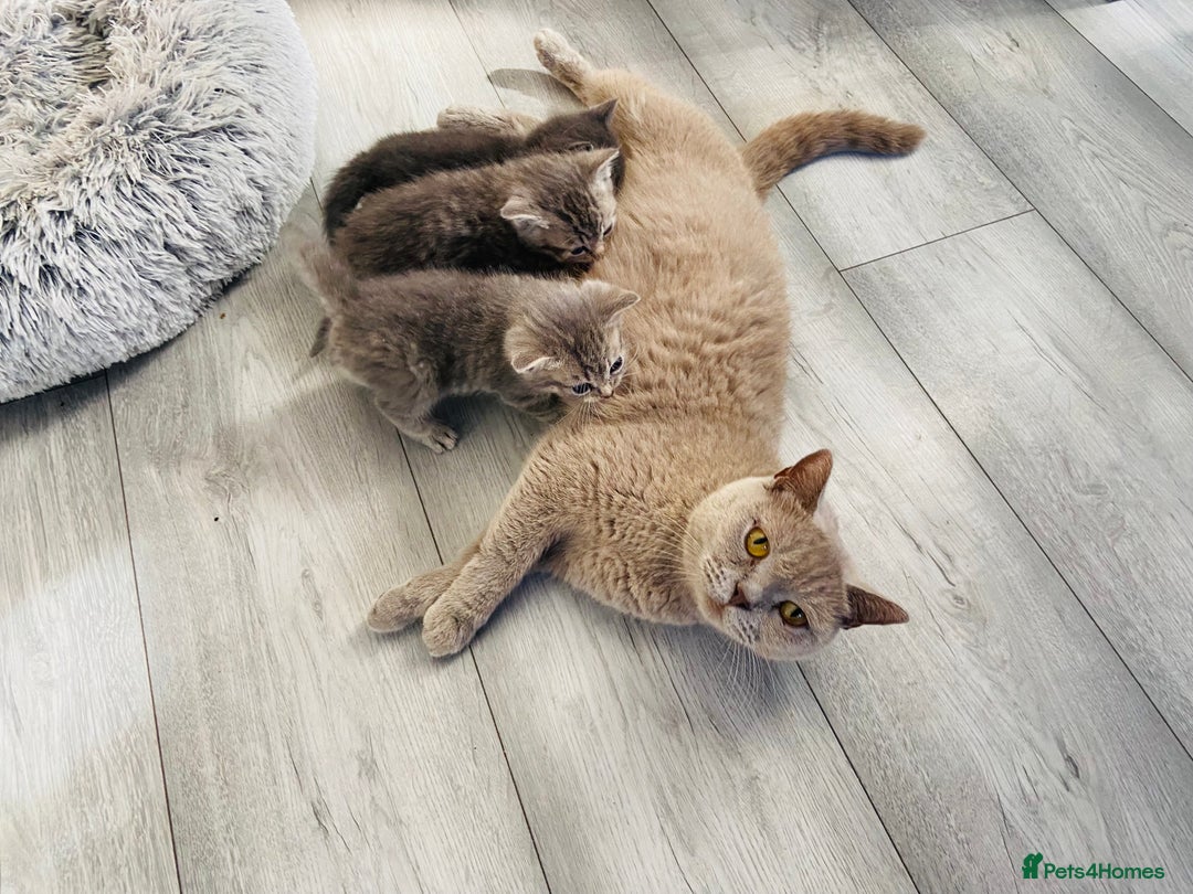 British Shorthair cats for sale: 🌟 Adorable Kittens 🌟 - Image 9
