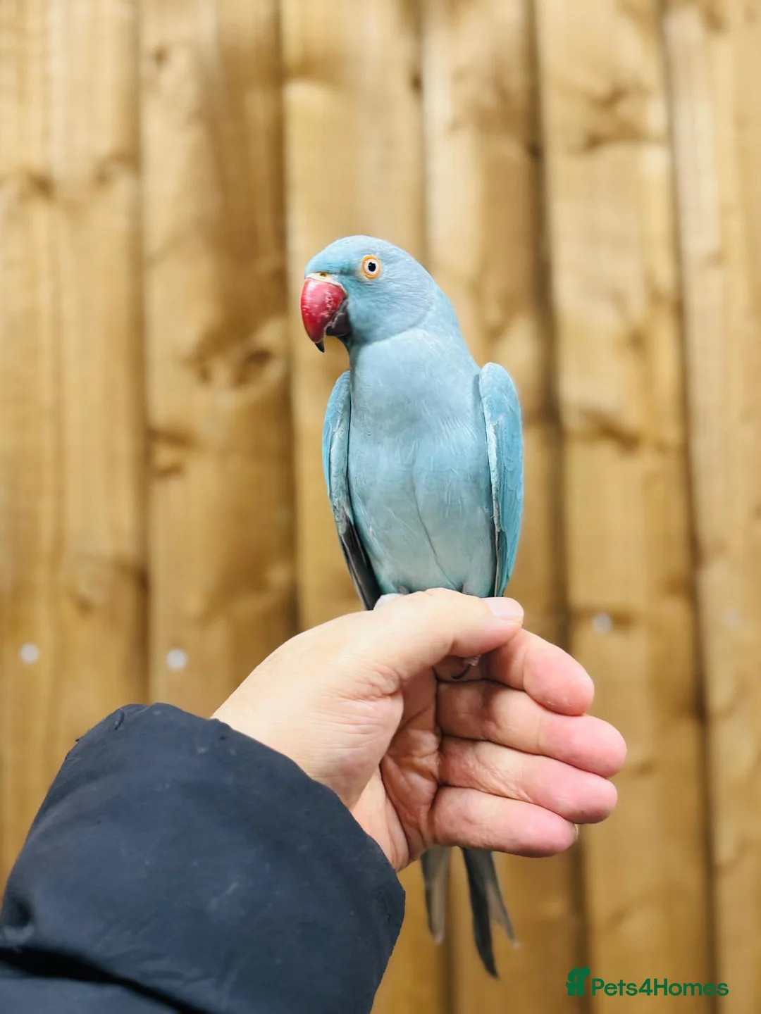 Ringnecks birds for sale: Baby blue ring neck  - Advert 5