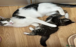 British Longhair cats for sale: Ready Now!! Beautiful BLH Kittens 💜🐾 - Image 8