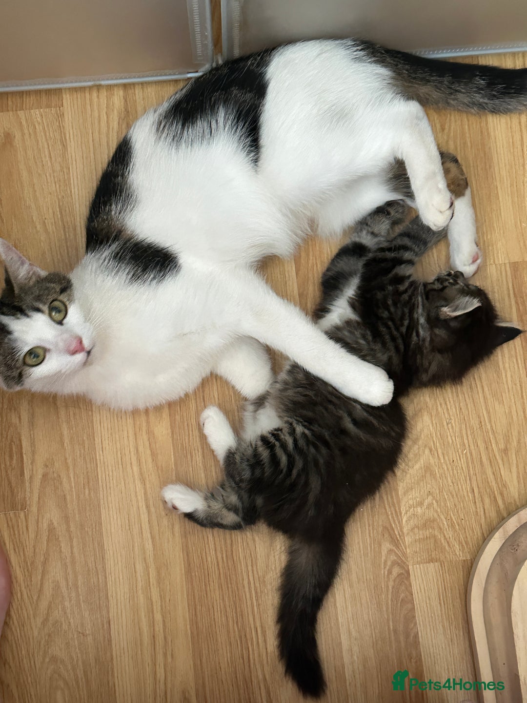British Longhair cats for sale: Ready Now!! Beautiful BLH Kittens 💜🐾 - Image 8