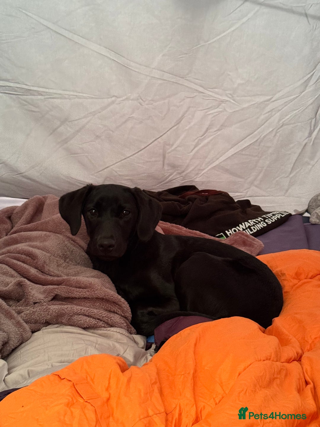 Labrador Retriever dogs for sale: Black Lab for sale  - Advert 5