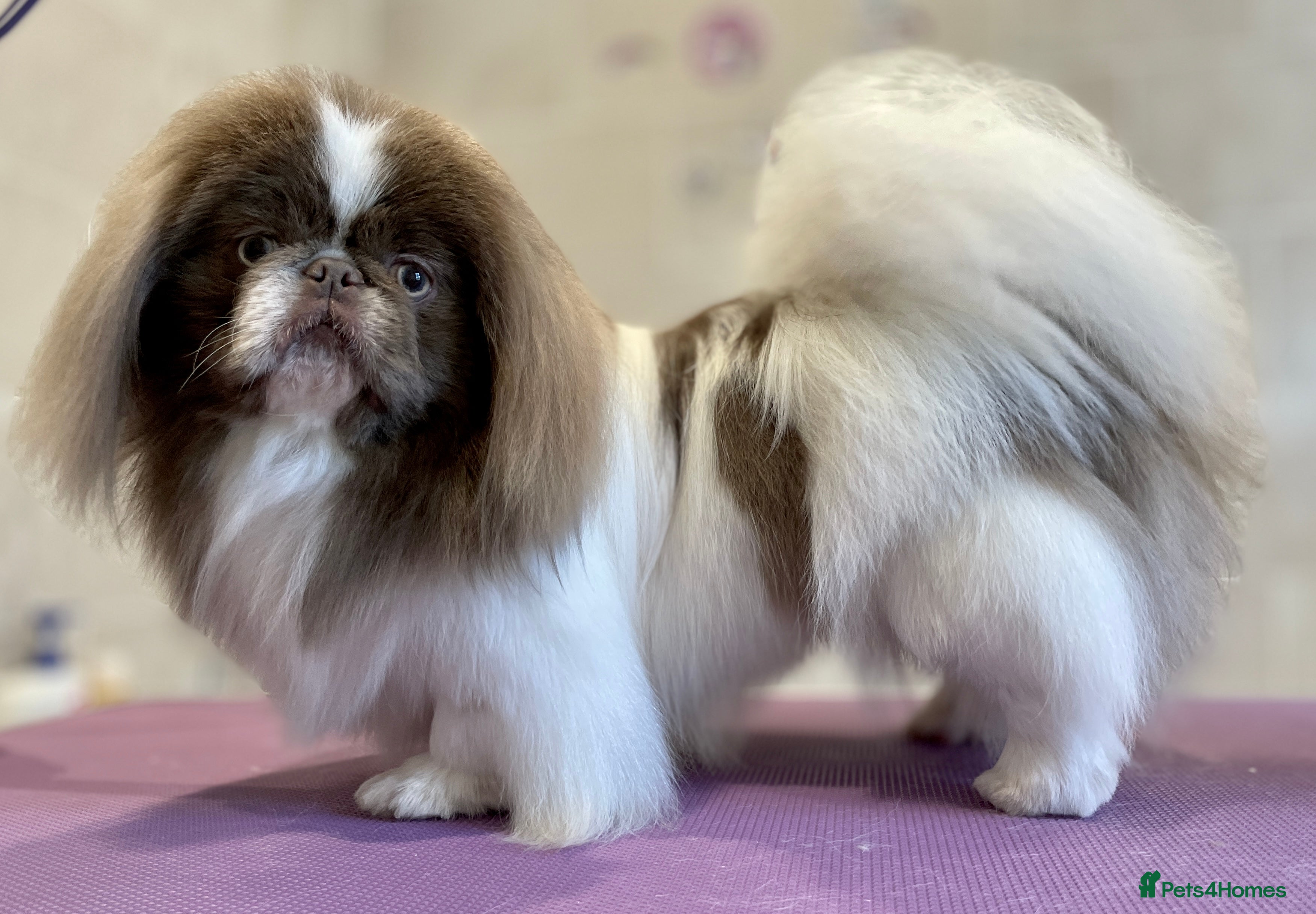 Pekingese dogs Lilac & white KC reg Pekingese for stud in Winchester - Advert 11