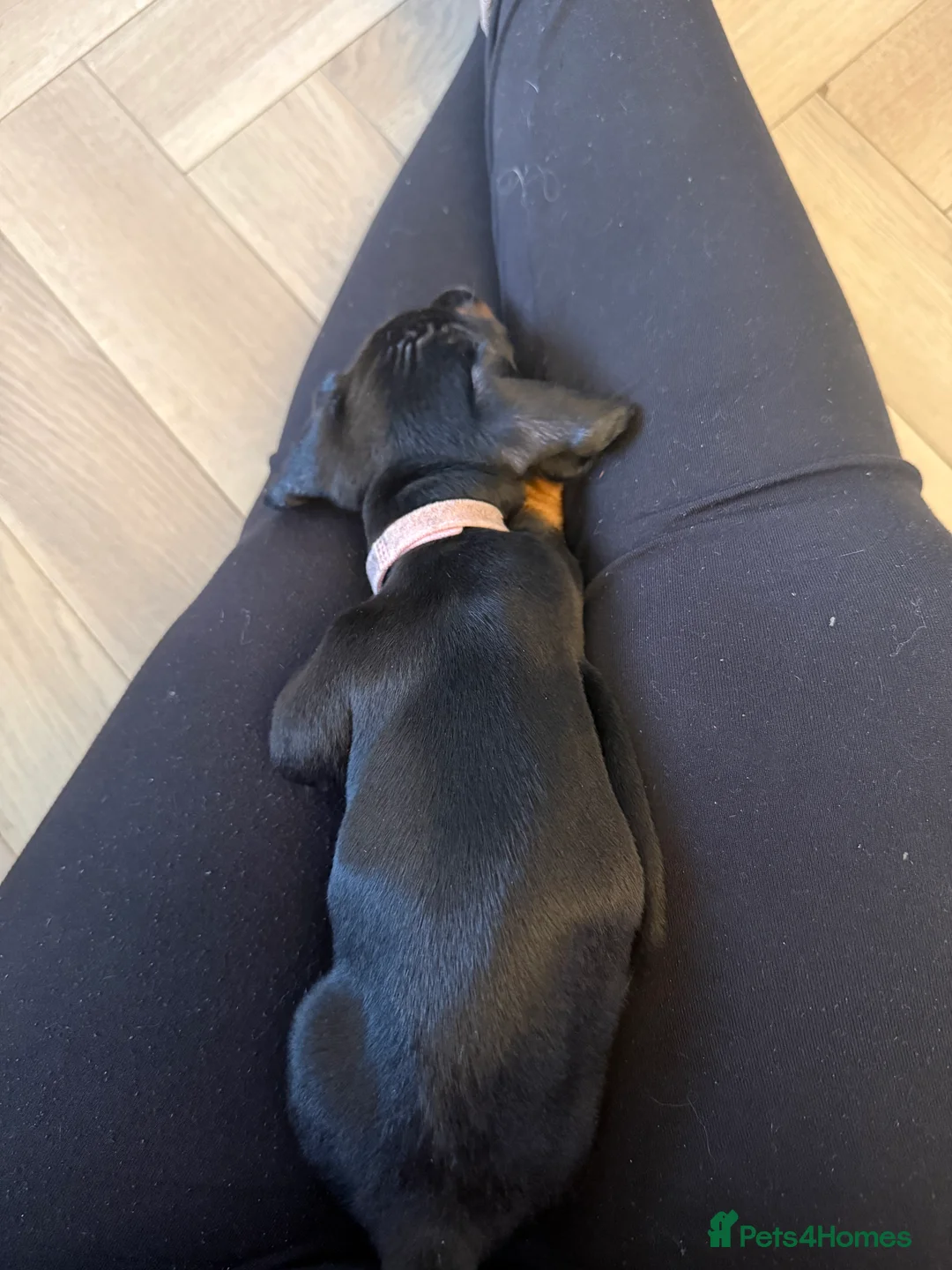 Miniature Dachshund dogs for sale: Black and Tan Miniature Dachshund Puppies  - Advert 19