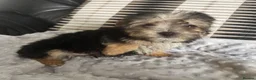 Morkie dogs for sale: Gorgeous Morkie puppies  - Advert 14