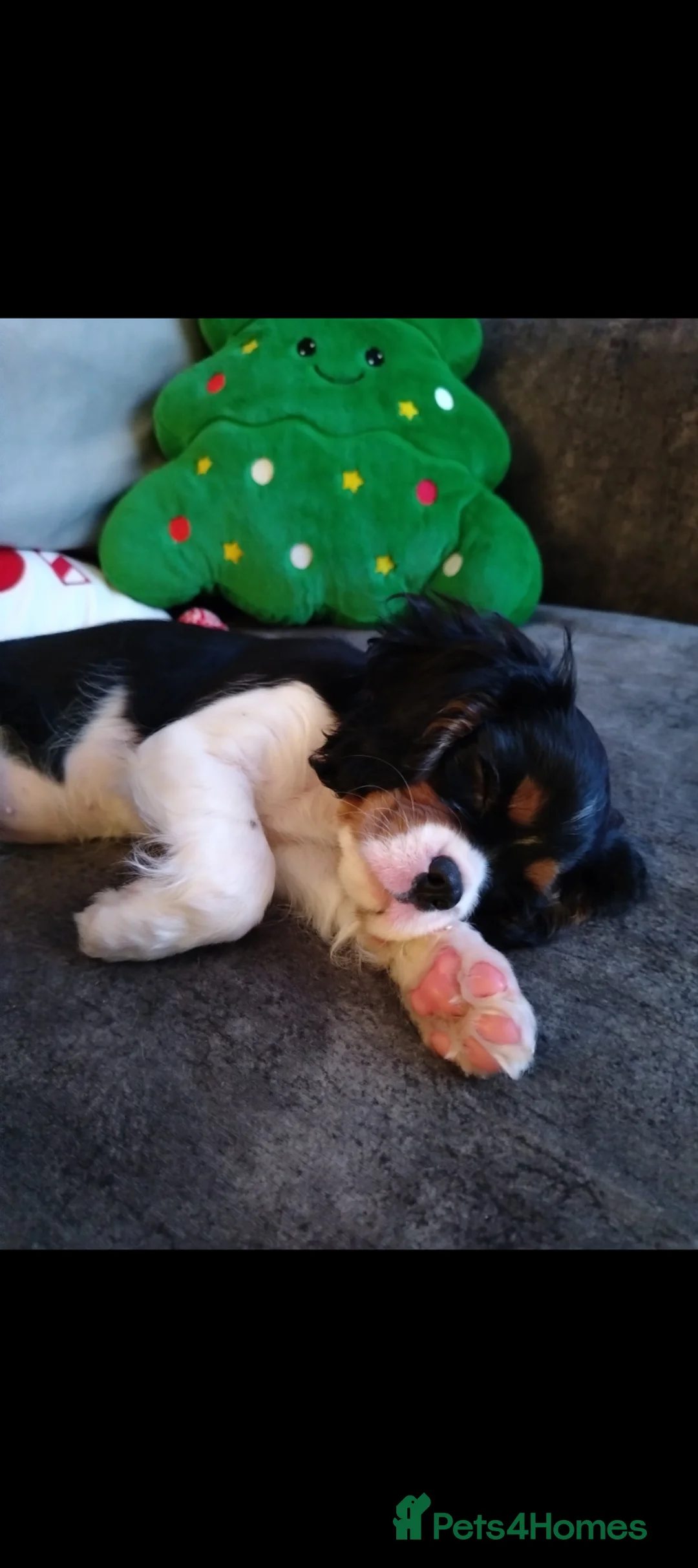 Cavalier King Charles Spaniel dogs for sale: 8 month old KC Tri girl  - Advert 2