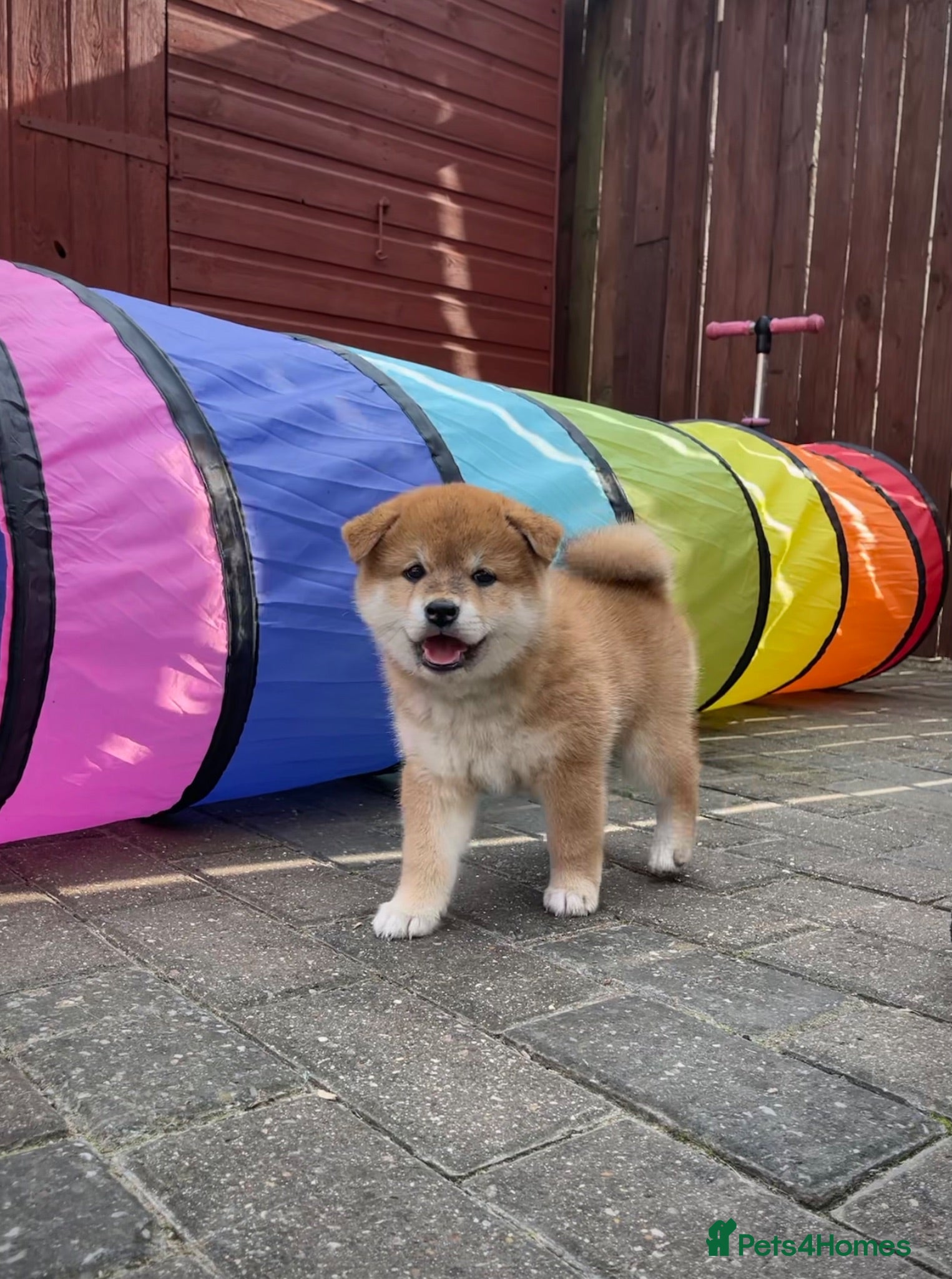 Japanese Shiba Inu dogs KC registered Japanese Shiba Inu puppies - Advert 2