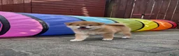 Japanese Shiba Inu dogs for sale: KC registered Japanese Shiba Inu puppies - Advert 3