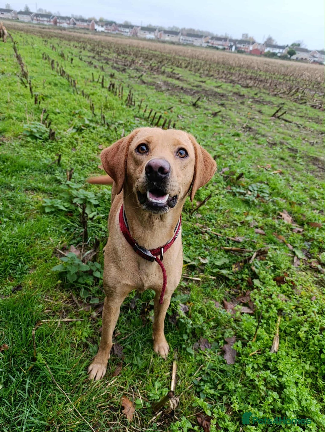 Labrador Retriever dogs for sale: Female Labrador  - Advert 6