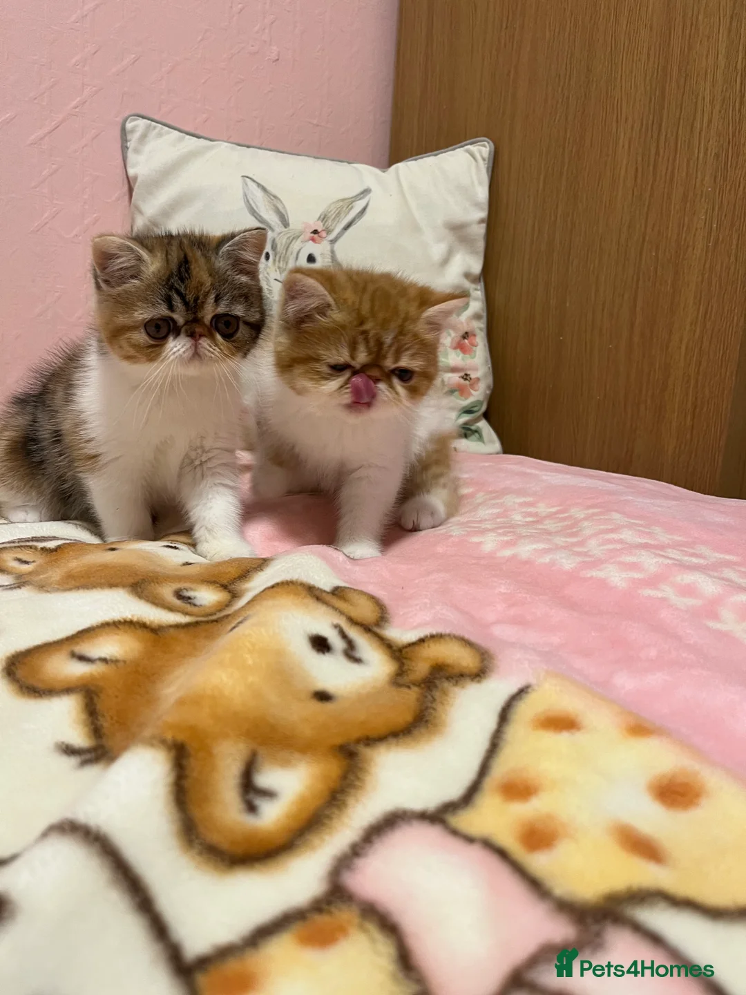 Exotic cats for sale: Exotic kittens  - Advert 24