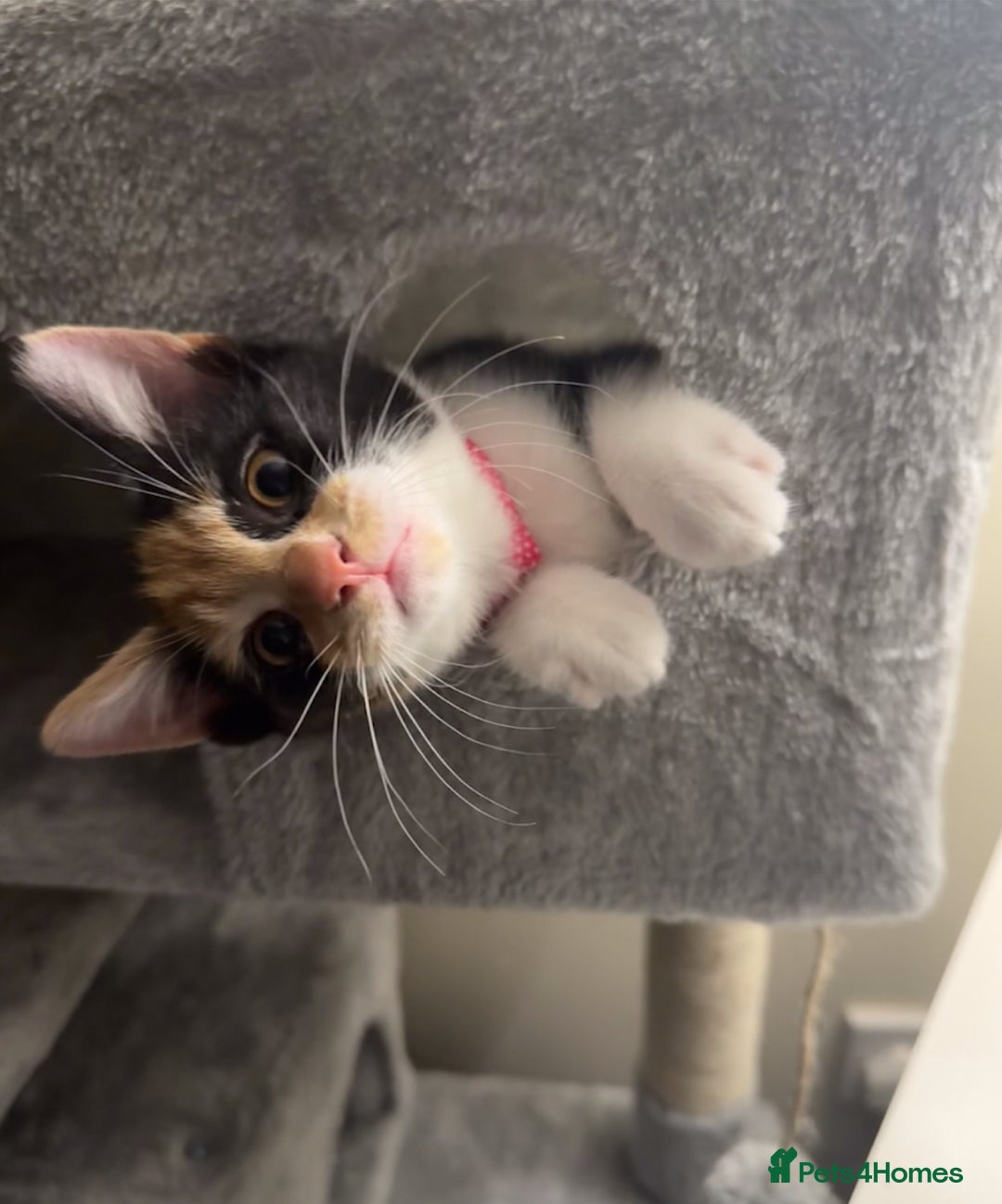 British Shorthair cats for sale: Shorthair tabby - Image 1