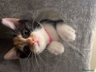 British Shorthair cats - Advert 7