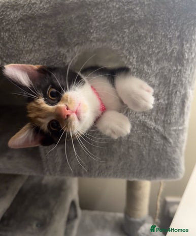 British Shorthair cats - Advert 4