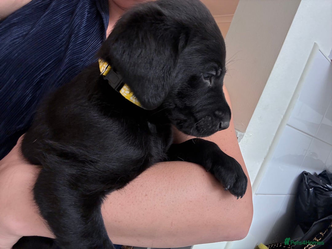 Labrador Retriever dogs for sale: Black/fox Labrador kc with 5 wks free insurance  - Image 16