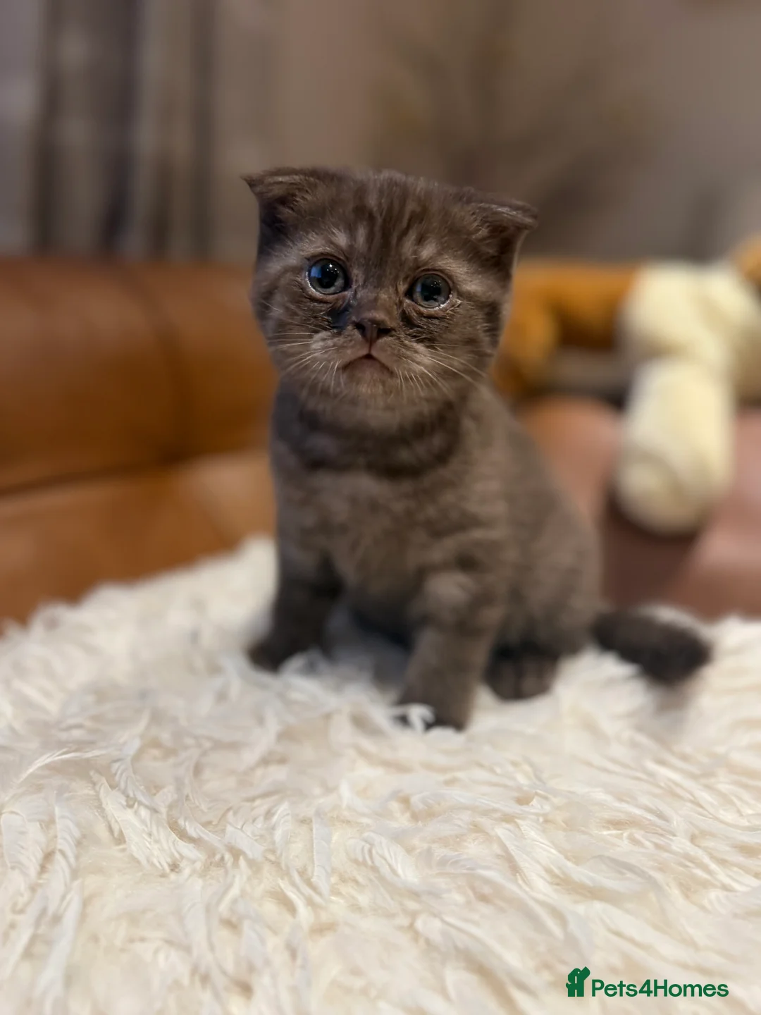 Scottish Fold cats for sale: Stunning BSH X Fold choc Boy  - Advert 12