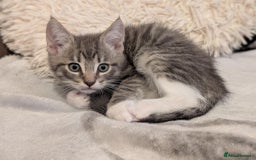 Maine Coon cats for sale: Beautiful half maine coon kitten - Image 10