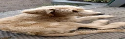 Double Doodle dogs for sale: Golden Mountain doodle  - Advert 8