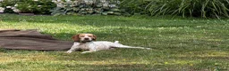 Mixed Breed dogs for adoption: 🍯 Honey: The Pocket Pointer in Maidstone - Advert 10