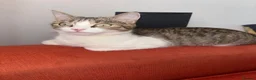 Domestic Shorthair cats for sale: 2-Year-Old Female Tabby & White Cat - Advert 3