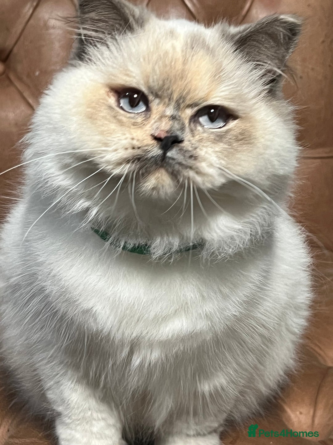 British Shorthair cats for sale: British Shorthair & British Longhair Kittens  - Image 5