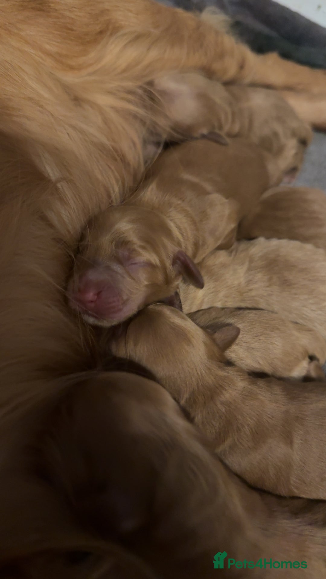 Cockapoo dogs for sale: Cockapoo F1 - Advert 21