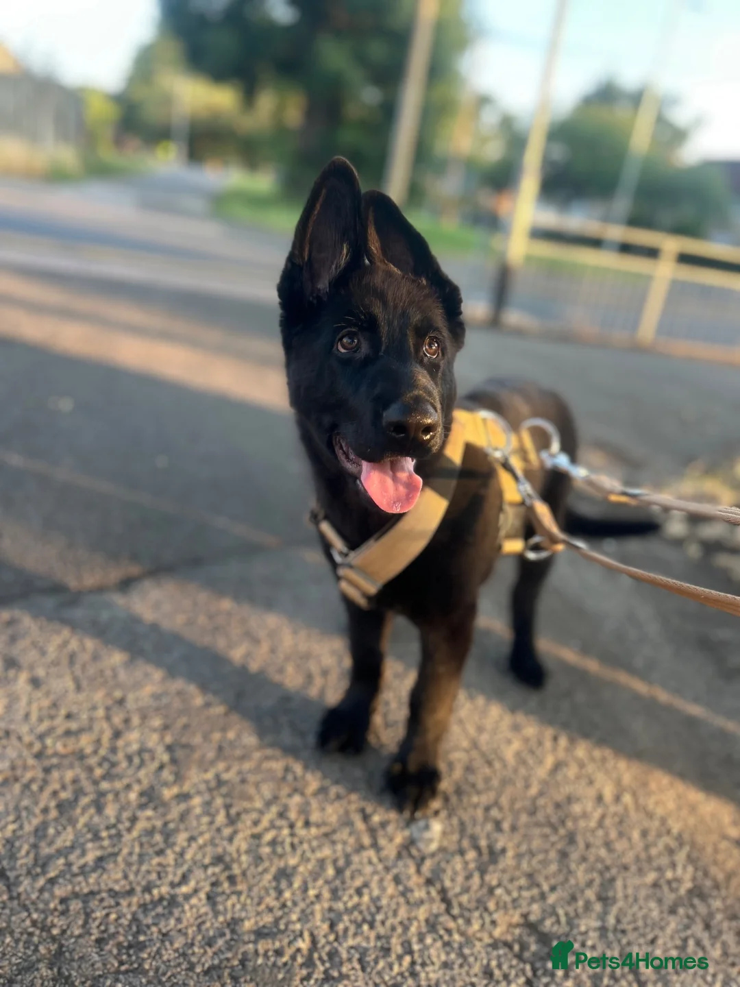 German Shepherd dogs for sale: Beautiful German shepherd (tovi) in Hull - Advert 1