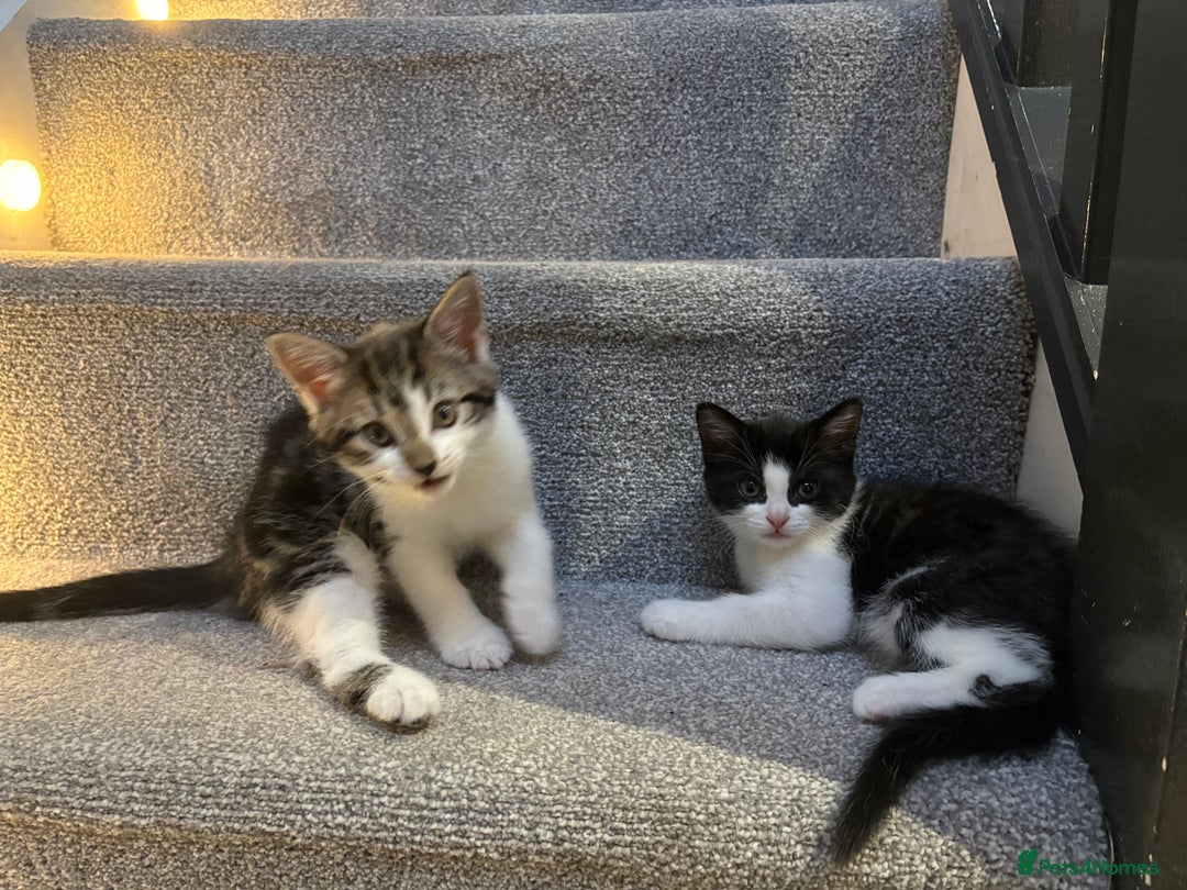 Mixed Breed cats for sale: 2 beautiful Kittens, 1 boy  1 girl - Advert 17