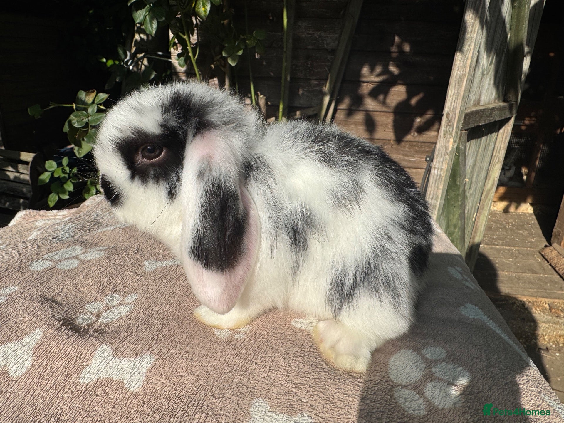 Mini Lop rabbits Mini lop adult doe for sale  - Advert 1