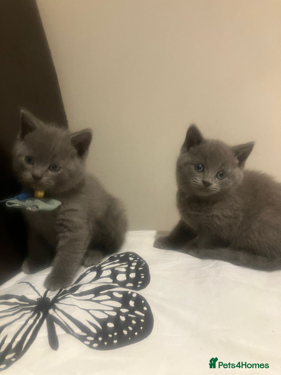 British Shorthair cats for sale: British Shorthair kittens  - Advert 3