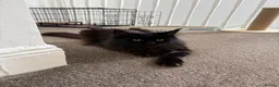 Maine Coon cats for sale: Beautiful Maine Coon boy in North Shields - Advert 4