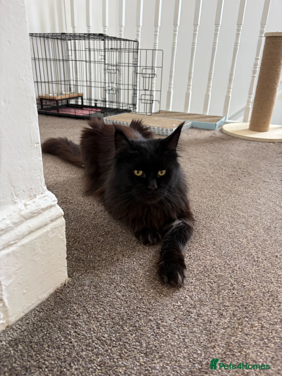 Maine Coon cats for sale: Beautiful Maine Coon boy in North Shields - Advert 4
