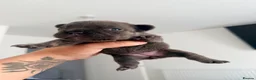 French Bulldog dogs for sale: STUNNING FRENCHIES ✨ - Advert 13