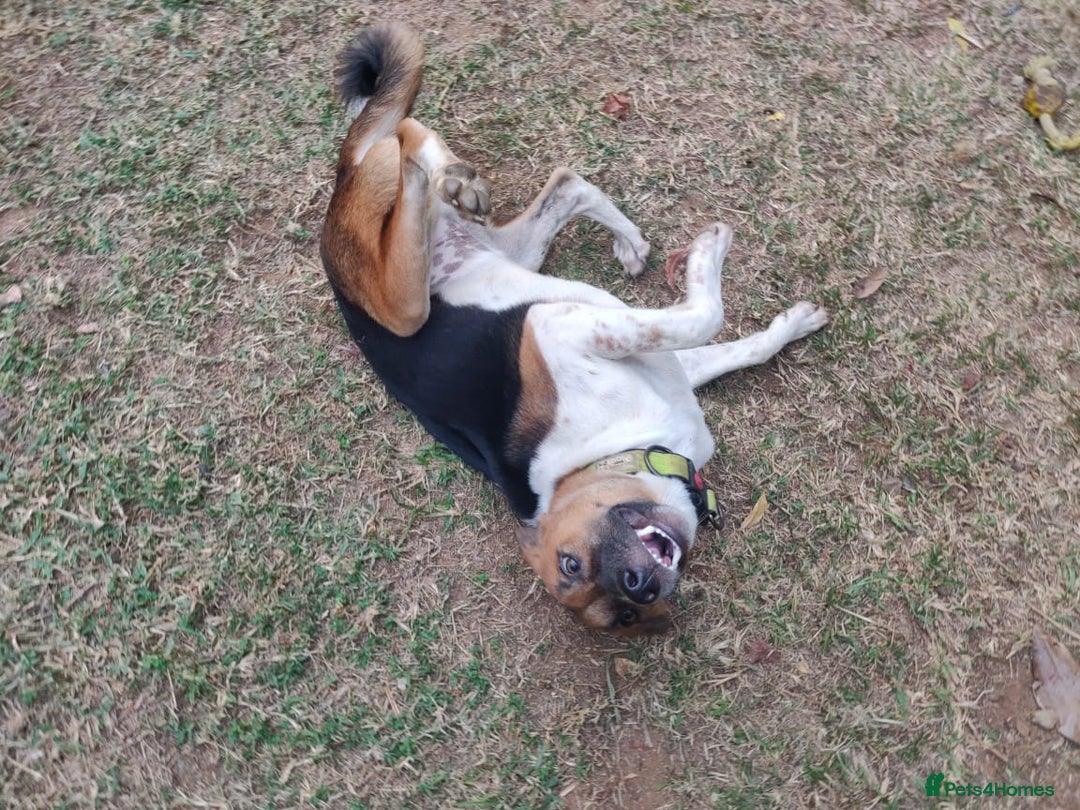 Mixed Breed dogs for sale: Looking for a loving home for one of our 2 Pups! - Image 10