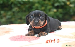 Miniature Dachshund dogs for sale: Beautiful KC black and tan smooth girls - Advert 17