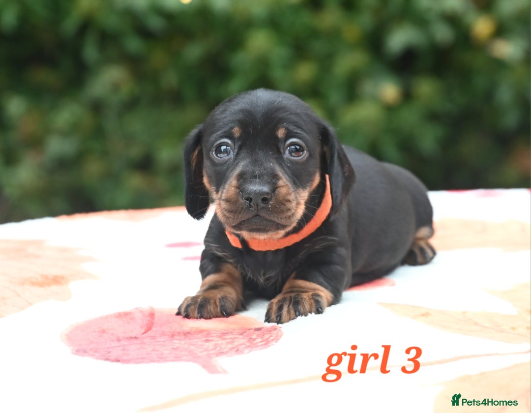 Miniature Dachshund dogs for sale: Beautiful KC black and tan smooth girls - Advert 17