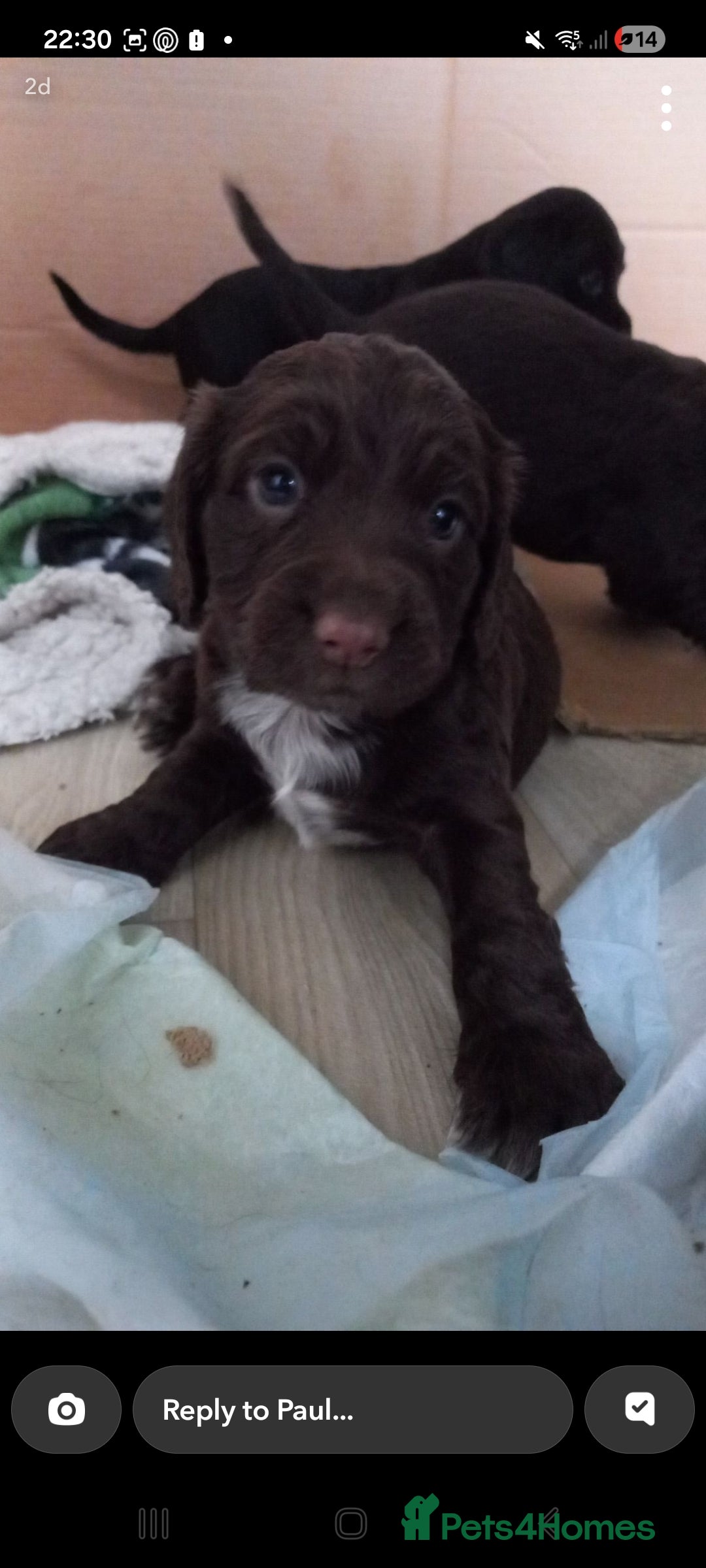 Cocker Spaniel dogs for sale: Cocker spaniels ready 21st December.  - Advert 10