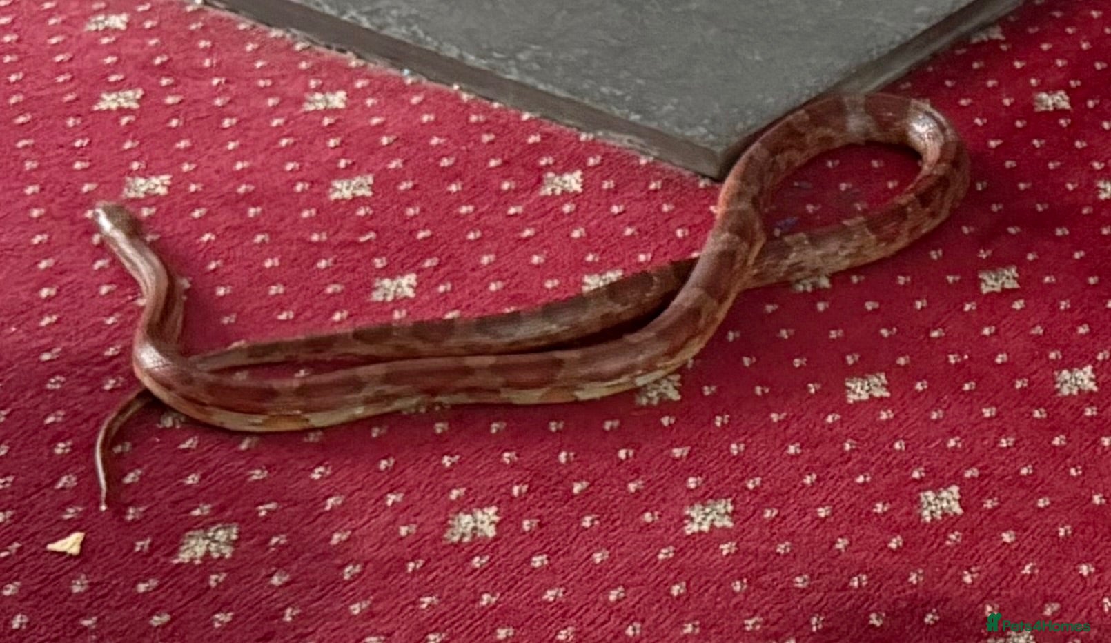 Corn Snake reptiles Corn snake with full setup  - Advert 2