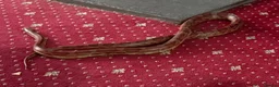 Corn Snake reptiles for sale: Corn snake with full setup  - Advert 1