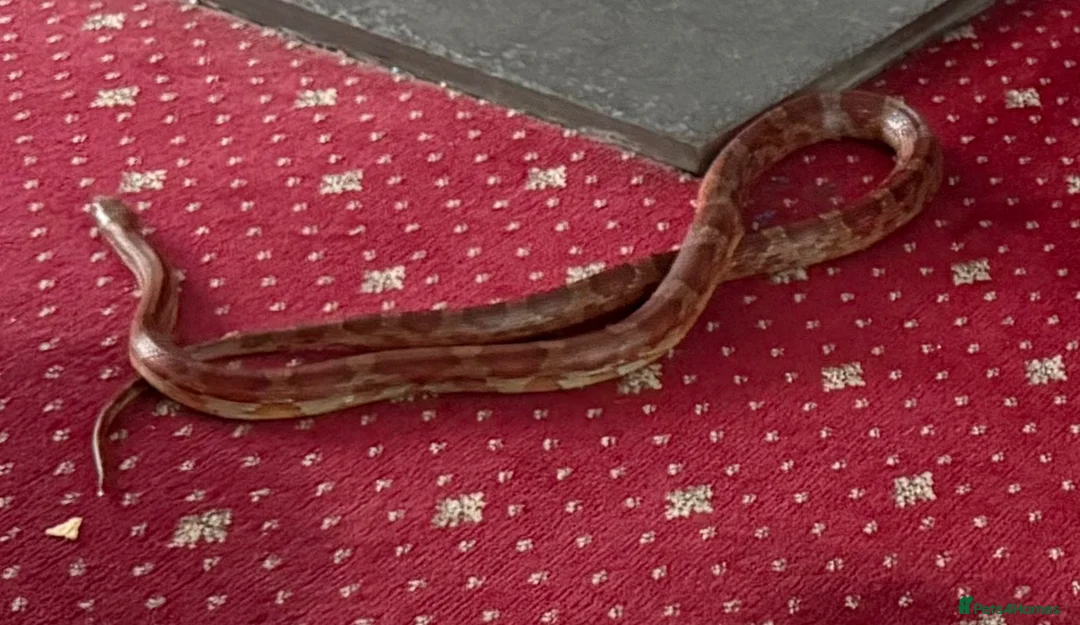 Corn Snake reptiles for sale: Corn snake with full setup  - Advert 1