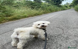 Poochon dogs for sale: Bichon frise x toy poodle (Male-Castrated) - Image 2