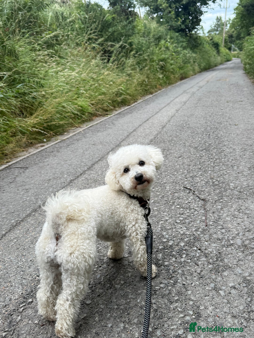 Poochon dogs for sale: Bichon frise x toy poodle (Male-Castrated) - Image 2