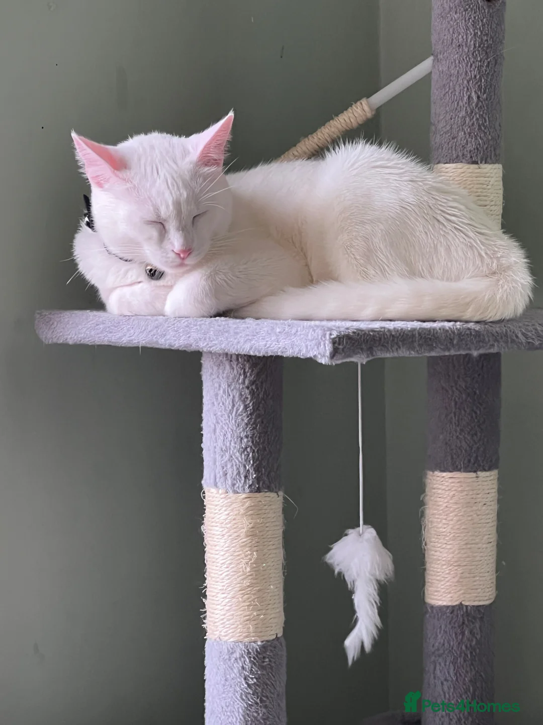 Turkish Angora cats for sale: JULIET is looking for REMEO. Not for Sale  - Advert 2